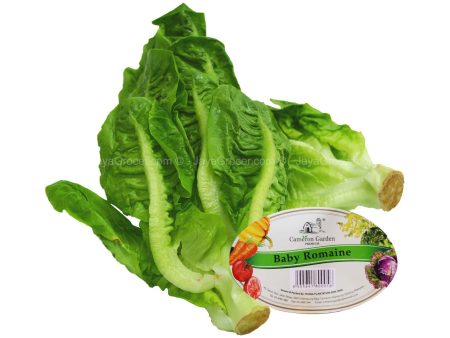 Cameron Garden Lettuce Baby Romaine (Malaysia) 200g Online now